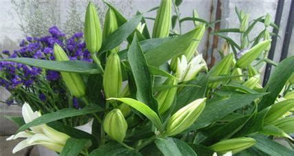 突然聞到百合花香|百合花的香味之谜（探究百合花的芳香成分和香味特点，解开百合。